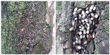 Poznań: Na Świerczewie odkryto pluskwiaki śródziemnomorskie. Osiedliły się na drzewach. Zareagował Ekopatrol