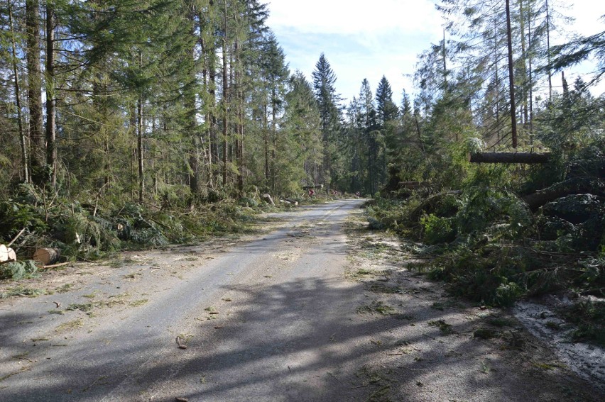 Podhale. Halny powalał drzewa i zrywał dachy [ZDJĘCIA, WIDEO]