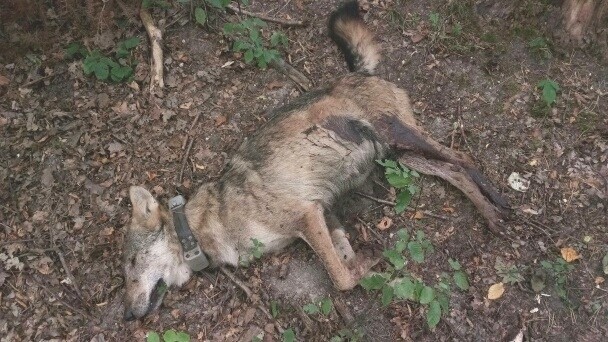 Prokuratura bada śmierć wilków z Roztocza. Kto strzelał?