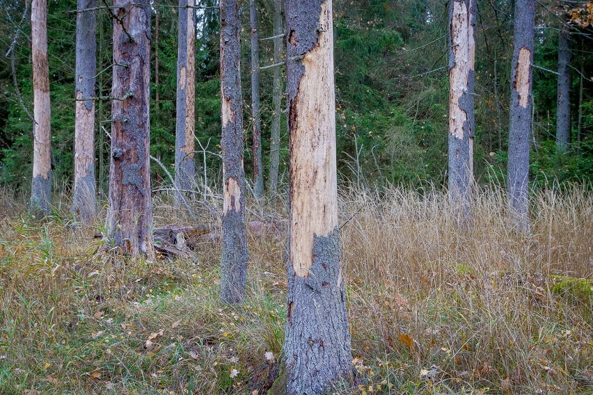 W Puszczy Białowieskiej jest już kilka milionów martwych drzew. Widok apokaliptyczny - alarmuje dyrektor Lasów Państwowych 