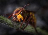 Niebezpieczne owady w Polsce! Ukąszenia owadów mogą być groźne dla zdrowia! 17.05.2022