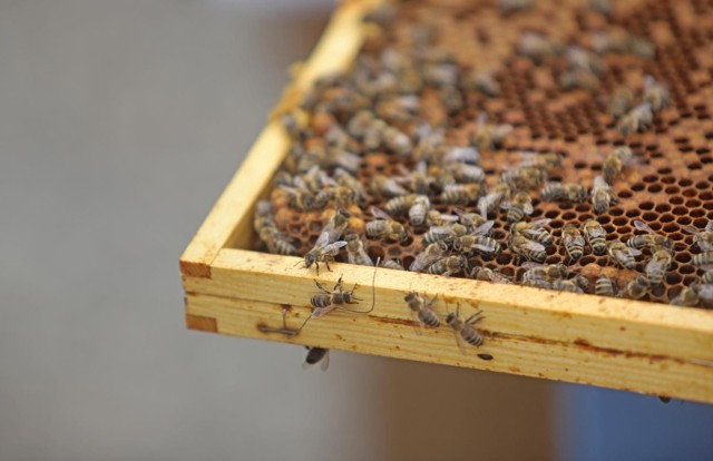 - Wirus zdeformowanych skrzydeł jest zdecydowanie największym zagrożeniem dla pszczół miodnych. - mówi profesor Robert Paxton z Uniwersytetu Marcina Lutra w Halle i Wittenberdze.