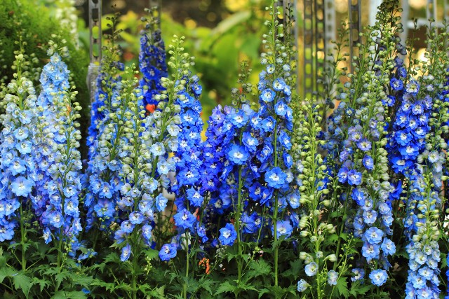 Niebieskie kwiaty mają różne odcienie, a także - charakter. Można je dobrać do różnych ogrodów i kompozycji. Zobacz 15 propozycji do ogrodu i na balkon. Przejdź do kolejnych zdjęć i opisów, użyj strzałki lub przycisku NASTĘPNE.