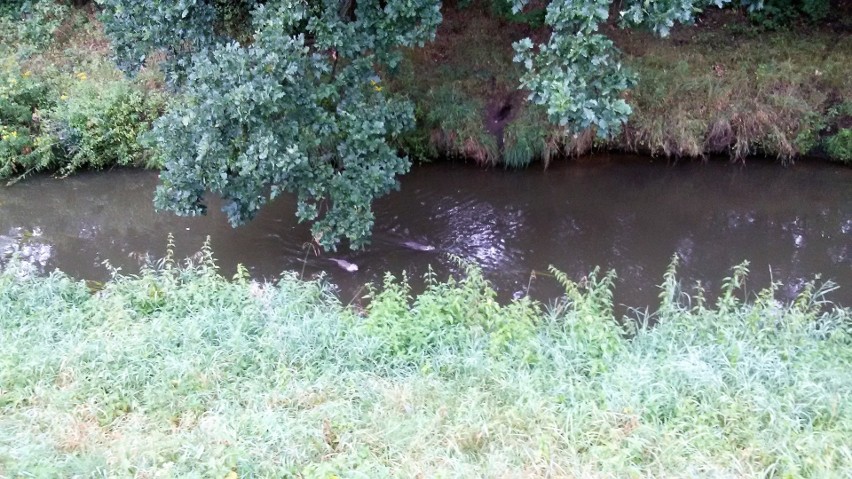 Nutrie w Rudzie w Rybniku. Gryzonie zadomowiły się w rzece