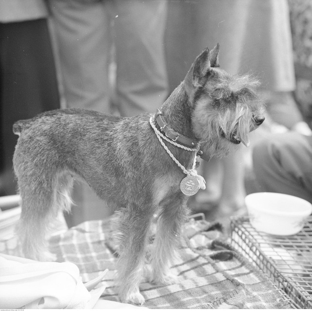 22 kwietnia 1939 roku rozpoczęła się dwudniowa pierwsza wystawa psów rasowych w Bydgoszczy. Na dziedzińcu liceum rolniczego zaprezentowano 90 okazów należących do 25 ras.