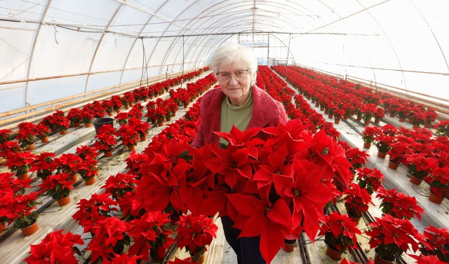 Janina Chmielińska od 39 lat wspólnie z mężem prowadzą Gospodarstwo Ogrodnicze, w Rzeszowie. W produkcję kwiatów wkładają wiele pracy i serca