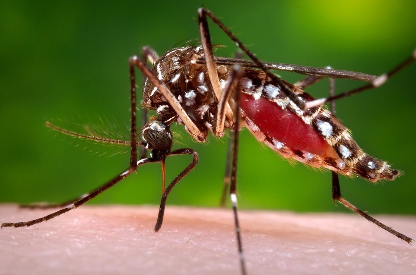 Komary "tną na potęgę". W Międzyzdrojach dziś rusza odkomarzanie