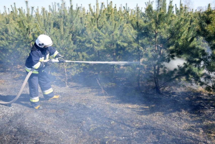 Pożary lasów w Czarnem i Międzyborzu