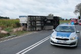 Wypadek ciężarówki na drodze krajowej nr 77 w Dębnie koło Leżajska. Przewróciła się naczepa przewożąca świnie [ZDJĘCIA]