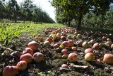 Jabłka wpędzają sadowników w kłopoty. Niepewność zjadła zysk, niektórzy wpadli w panikę