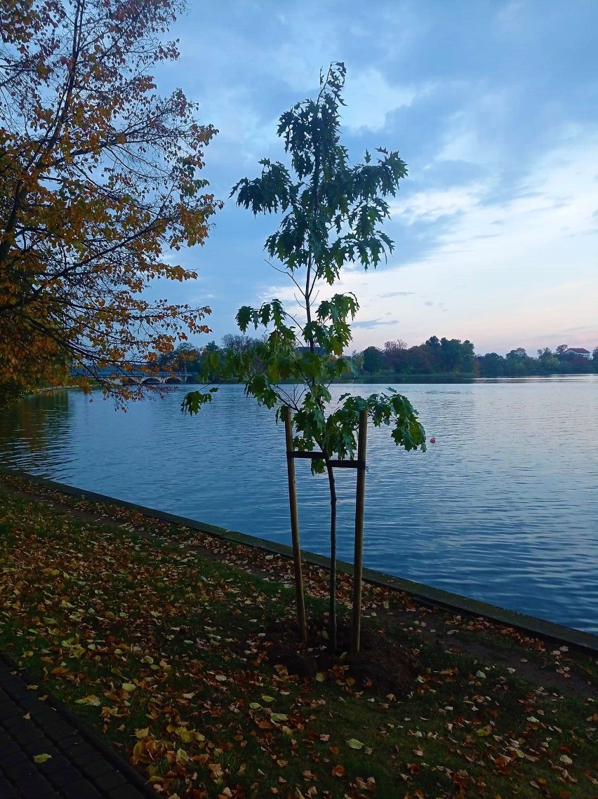Jesienne nasadzenia w Ełku. W mieście pojawi się prawie 400 nowych drzew i krzewów