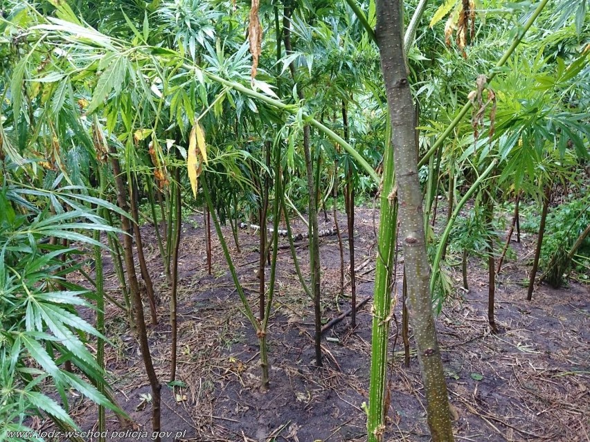 Plantacje marihuany: w stawie, nad rzeką i głęboko w lesie