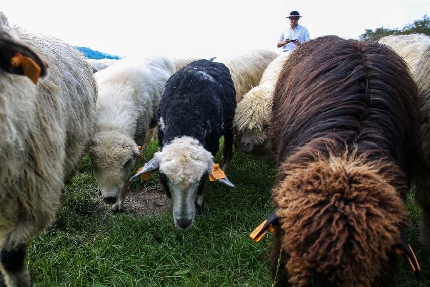 Owce z Czarnego Dunajca posmakowały trawy z Błoń [ZDJĘCIA, WIDEO]