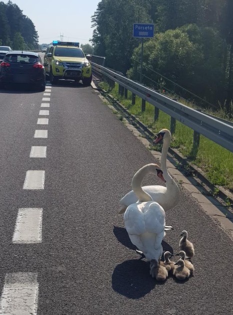 Patrol policji akurat mierzył prędkość samochodów przejeżdżających przez Kozią Górę. I właśnie obok mundurowych zatrzymał się jeden z kierowców i poinformował o zwierzęcym zdarzeniu. Czytaj dalej >>>