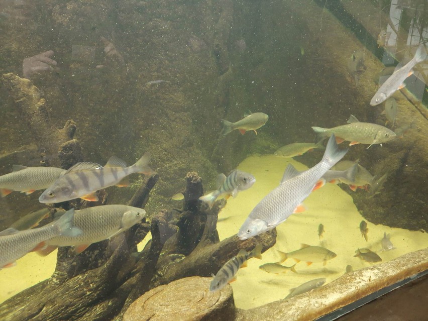W gigantycznym akwarium w Nidarium zamieszkały ryby takie...