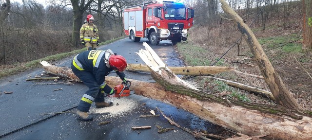 Powalone przez wichurę drzewo zablokowało drogę powiatową pomiędzy Uniejowicami a Złotoryją