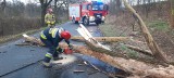 200 km/h na Śnieżce, połamane drzewa, stan ostrzegawczy na rzekach. Skutki wichur we Wrocławiu i na Dolnym Śląsku [ZDJĘCIA]