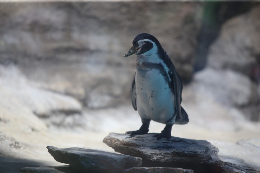 Mieszkańcy Śląskiego Ogrodu Zoologicznego....