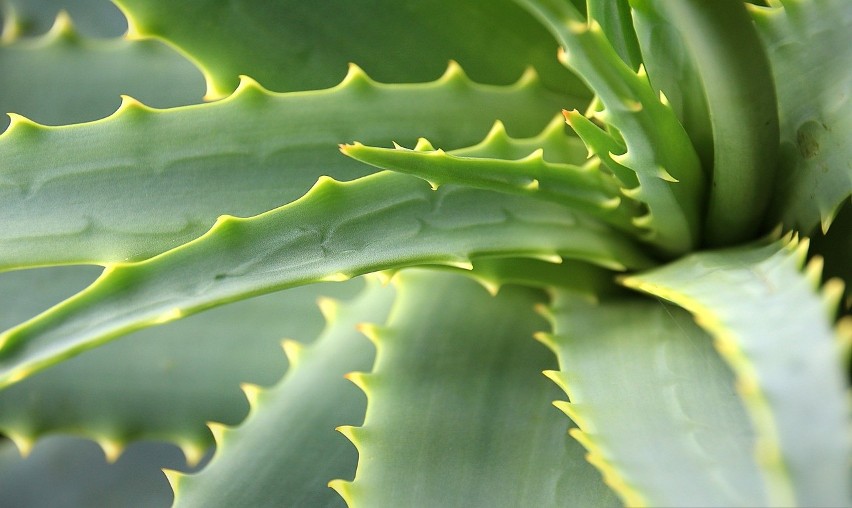 Aloes...