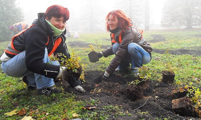 Ewa Maćkowiak (z lewej) i Małgorzata Winkler w dobrych nastrojach sadzą róże:- Praca nie jest aż taka ciężka - uśmiechają się.