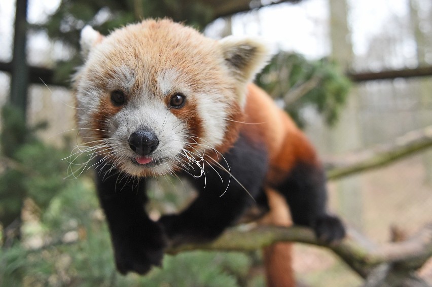 Małe pandy zamieszkały w zoo