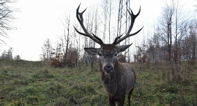 Jeleń urodził się blisko zabudowań. Teren Szklarskiej Poręby Dolnej traktował jak swój