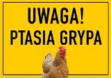 Ostrzeżenia przed ptasią grypą na targowisku w Gorzowie. Co ze sprzedażą jaj i drobiu?