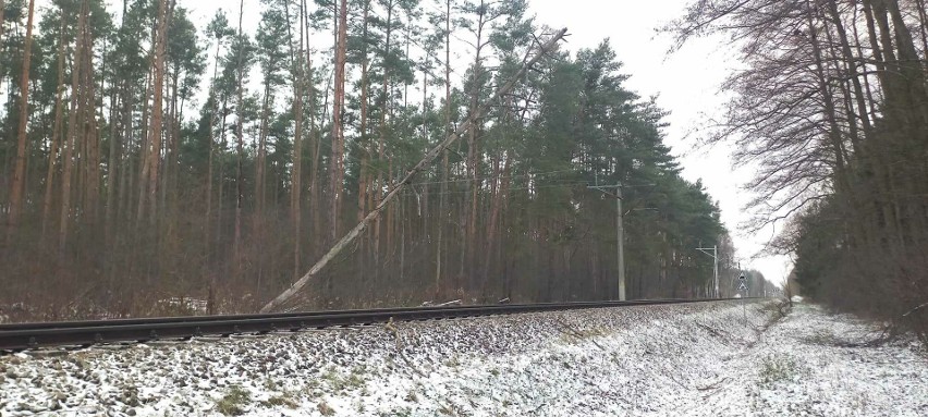 Powalone drzewo uszkodziło sieć trakcyjną pod Wrocławiem. Są...