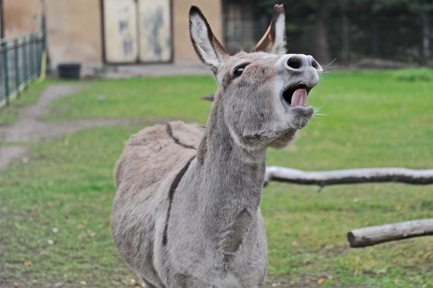 Stare Zoo w Poznaniu: Osiołki kopulowały na wybiegu. Znów są...