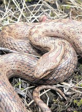 Gniewosz - wąż, który ma uchronić Zakrzówek przed zabudową