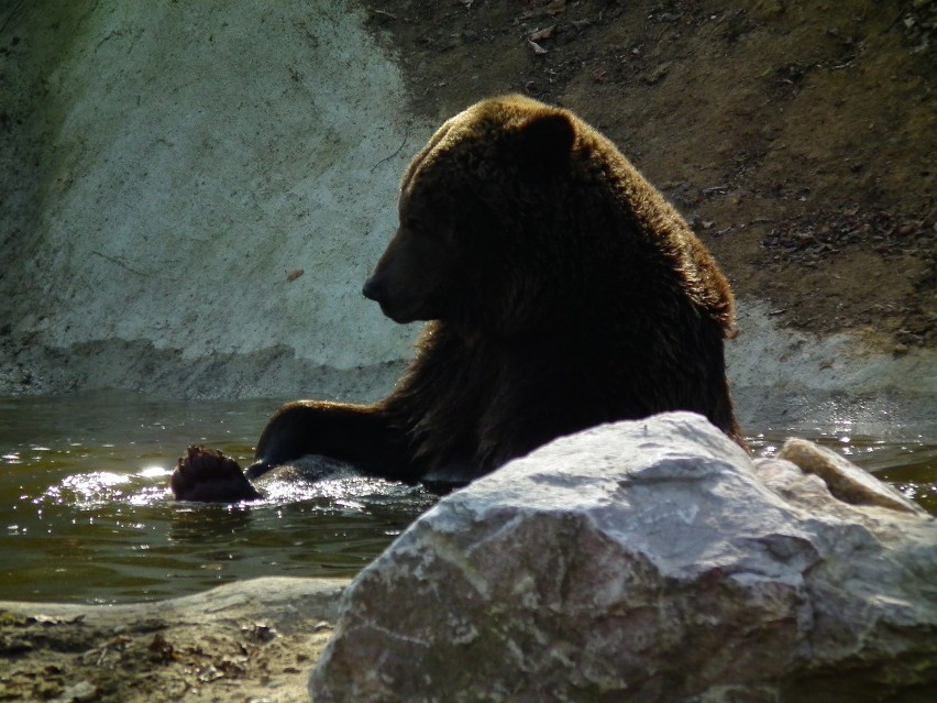 Niedźwiedzica w poznańskim ZOO wykopała pocisk moździerzowy
