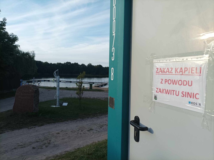 Sinice w jeziorze Gałęźnym w Kościerzynie. Obowiązuje zakaz kąpieli