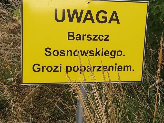 Takie tablice ostrzegają przed Barszczem Sosnowskiego w gminie Chęciny.