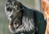  Gdańskie zoo znów otwarte dla posiadaczy Gdańskiej Karty Mieszkańca, Pakietu Gdańskiego Lwa i biletów rocznych, ale trzeba wejściówki