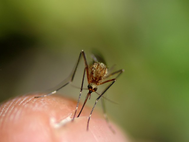 Przeciwko komarom stosuj preparaty ze skrótem: DEET