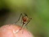 Jak odstraszyć komara bez agresywnej chemii