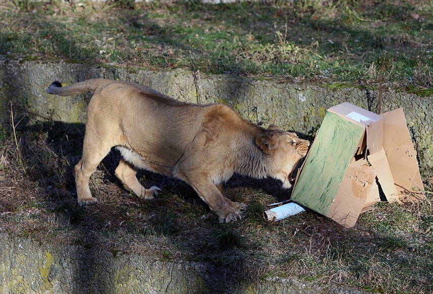 Łodzianie mogą podarować własnoręcznie wykonany gadżet mieszkańcom zoo