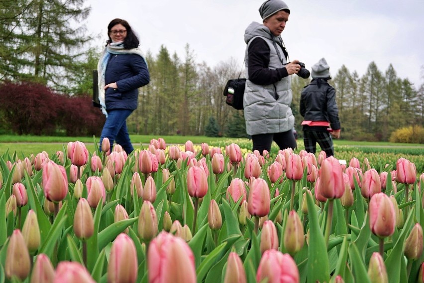 W ogrodzie botanicznym w Łodzi kwitną tulipany.