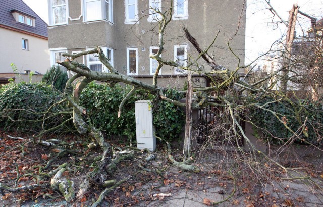 Orkan w Szczecinie przewraca drzewa, reklamy i uszkadza linie energetyczne.