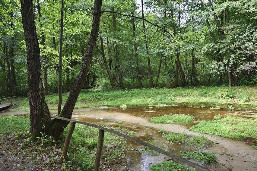 Źródliska w Łanach...