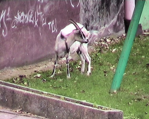 Koza pasła się na trawniku Przedszkola nr 11.