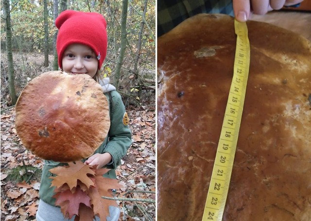 Sezon grzybowy w pełni. W lasach w okolicach Bydgoszczy mamy prawdziwy urodzaj grzybów! Ten okaz jednak na każdym zrobi wrażenie. Pani Joanna znalazła go z córką Julką (na zdjęciu) w Wilczu, gmina Osielsko. Kapelusz imponującego prawdziwka ma ponad 25 cm, a grzyb nie zmieścił się w koszu... Więcej zdjęć na następnych stronach.