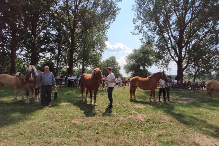 Poznaliśmy zwycięzców XIII Regionalnej Wystawy Koni Hodowlanych w Drohiczynie (zdjęcia)