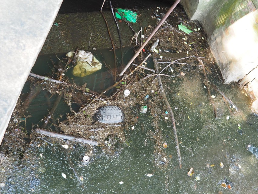 Nad stawem w parku nad Jasieniem znaleziono martwe kaczki, ze stawu w parku im. Reymonta wyłowiono śnięte ryby