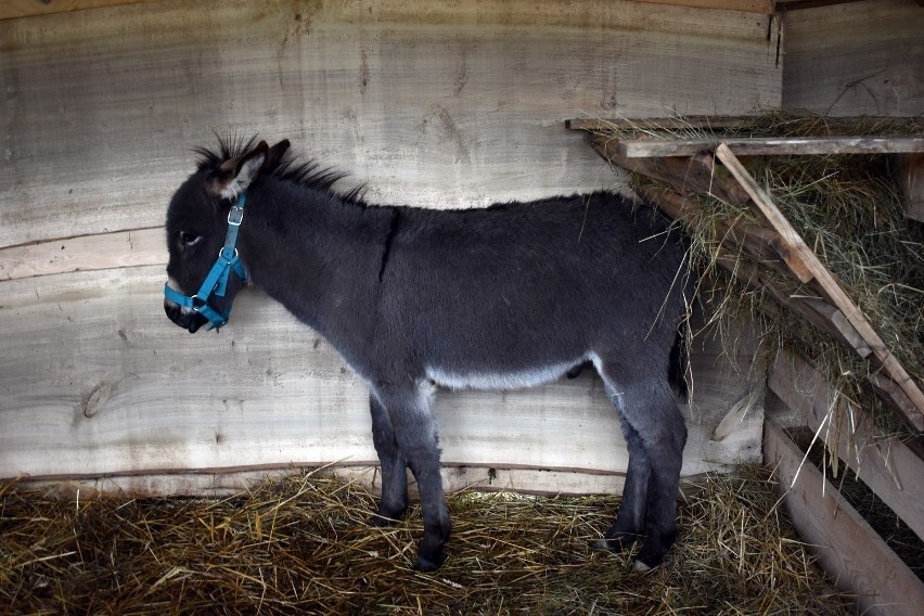 W mini zoo były kozy anglonubijskie, owce św. Jakuba, osioł...