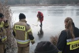 Lód załamał się pod mężczyzną na jeziorze Jezuickim pod Bydgoszczą. Z wody wyciągnęli go strażacy