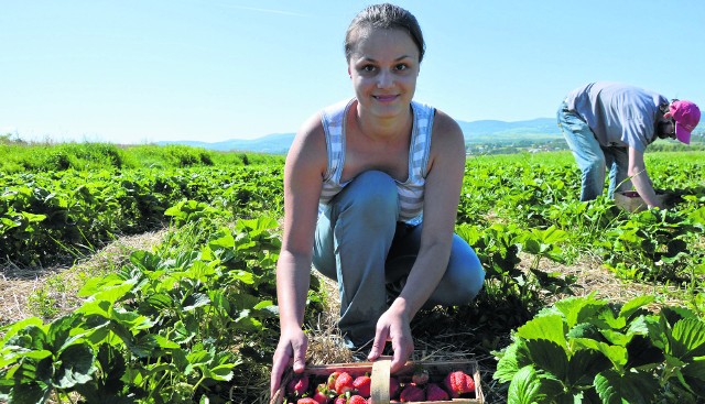 Małgorzata Koszyk z Ropy pracuje na plantacji truskawek w Korczynie od kilku sezonów