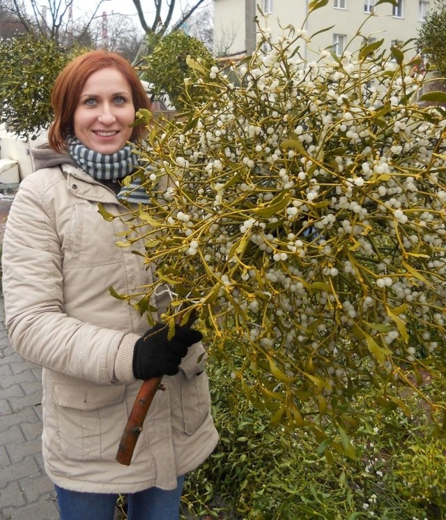 Jemioła na święta jest obowiązkowa. Przynosi szczęście i pieniądze. Pocałunek pod nią gwarantuje trwałość związku i silne uczucie. Czy trzeba więcej powodów, aby ją kupić?