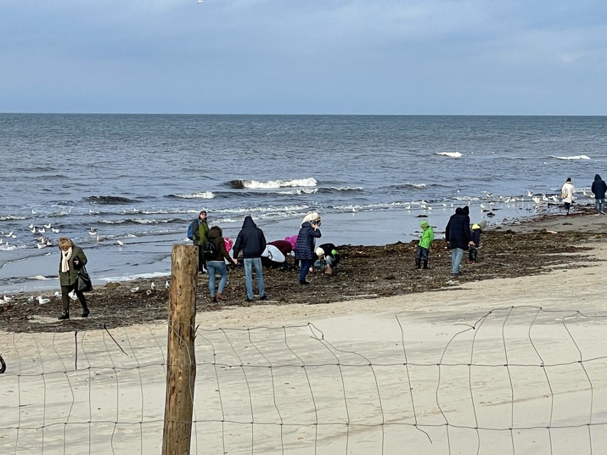 Poszukiwacze bursztynu w Międzyzdrojach