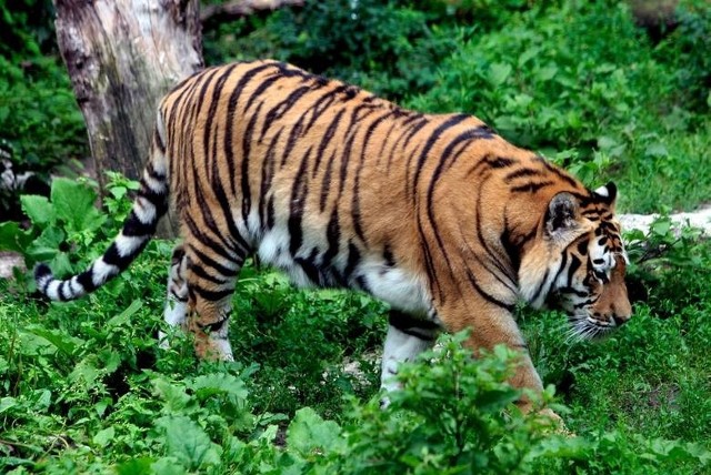 W maju 2016 roku grupa podpitych mężczyzn wtargnęła na zaplecze niedostępne dla zwiedzających - tyły wybiegu tygrysów syberyjskich. Uszkodzili siatkę i drażnili odpoczywające zwierzęta kijem. Prowodyrem grupy był Bartosz B.